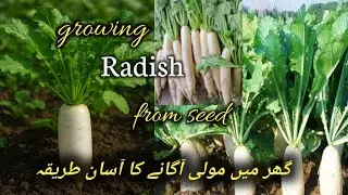 How to Grow Mooli at Home | Easy Radish Growing Guide for Beginners | Winter Vegetable Gardening
