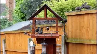 How to Pigeon Proof your Bird Table
