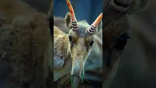 Saiga Antelope
