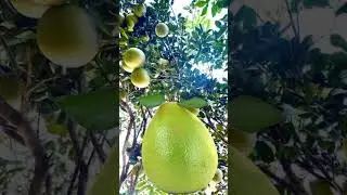 #viralvedios #expired #funny #expalined #tropicalfruit #comedy man