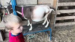 Helping baby goat gain weight. ​⁠@livinggardenshomestead