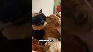 Эти звуки &mdash; это на самом деле попытка кошки привлечь ваше внимание. #животные #милый #кошка #коро...