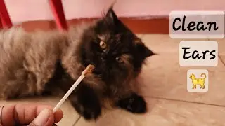 How to Clean Your Cat's Ear at Home (Easiest way) Tamil [ persian cat ]