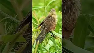 Lesser Coucal - non breeding
