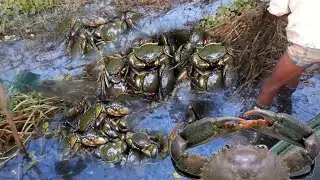 Giant Crab 🦀 Caught in Chinese Net! Unbelievable Scene | Aquarel Nature 