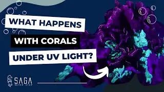 Ultraviolet Light UV NIGHT DIVE // CORALS with crazy colors