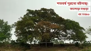 শতবর্ষ পুরনো বটগাছ তালোড়া-বগুড়া ! 100 Year old Trees at Talora- Bogura !