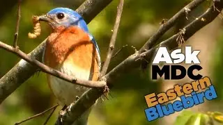 Bluebirds - AskMDC