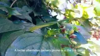Infocus M530 Camera Quality (13 Megapixel Lens)