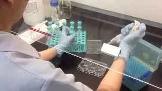 Micronucleus assay 3