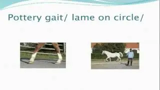 Horse Care series: Navicular Disease Seminar Part 1