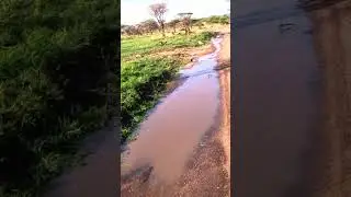 🇹🇿 Driving through at Serengeti National Park in Tanzania (East Africa)