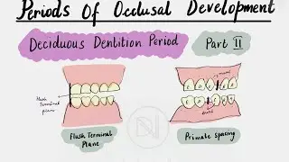 Understanding Primary Teeth: The Deciduous Dentition Period | Periods of Occlusal Development Part 2