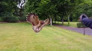 Asian Wood Owl flying for guests