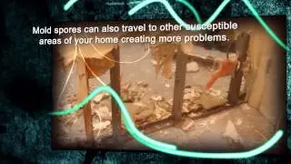 Manhattan Mold Removal