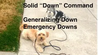 How to teach a strong Down command, generalizing downs, emergency downs