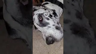 Great Dane Love Right at Georg's Feet