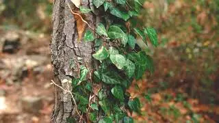 Autumn In Cyprus | Milomeri Platres & Kalidonia Waterfalls Troodos Mountains