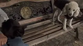 Unlikely Friends: #Cat Takes Over #Dog's Dad's Lap #vlog 2023