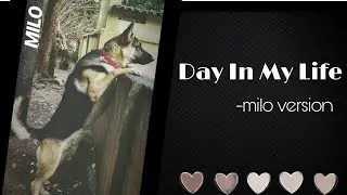 #diml#pet#funny                                                   | Day in my life | milo version |