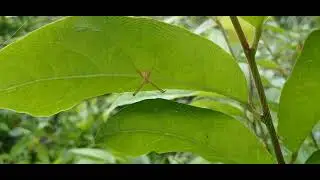 The Hidden Architect: Beautiful St. Andrew's Cross Spider 🕷️ Hanging Under a Leaf