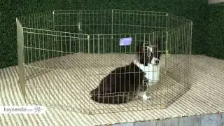 Midwest Gold Exercise Pen with Door - Product Review Video