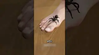 What Truly Happens When a Spider Bites You!