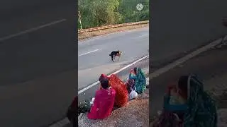#doglover #dogs #animals #animalcrossing #video #meeting