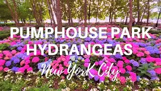 Pumphouse Park Hydrangeas in Bloom in Battery Park City, Lower Manhattan, New York City