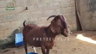 Pretzel plus Nursing mothers sections with Popsy😏(Boer goat, Kalahari goat, Bowad and kalawad