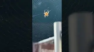 Another Baby Cat Face Orb spider! June 2025, Chubbuck, Idaho. Like! Subscribe! Comment!