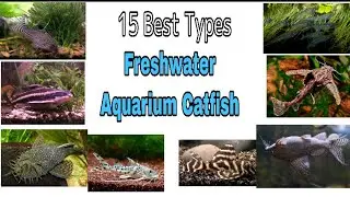 15 Best Types Of Freshwater Aquarium Catfish
