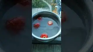 Strawberry Worms Experiment #ytshorts #shortsvideo #trending #uk #viral #yt #strawberry #experiment