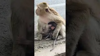 Adorable monkey baby Blaze so cute and lovely