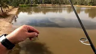 Arboretum Dam lure fishing, did I catch a Silver Perch on a lure?