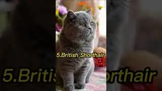 Top 10 Cutest Cats #shortvideo #viral #youtubeshorts #yt #ytshorts@Discover4.7