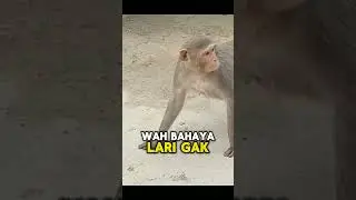 dubbing monyet 🐒