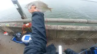 NYC-cross bay north channel bridge porgies 9/28/2024