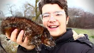 Massive RIVER RAT Catch, Clean, and Cook! (Muskrat!)