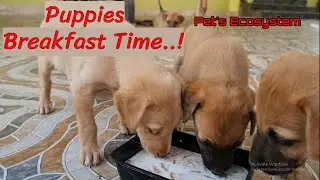 #cutepuppy Puppies Breakfast Time #fun #puppy #funny #petsecosystem #puppy #dog #funny #breakfast