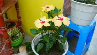 FLOR CUCARDA ,O HIBISCUS EN MACETA ,Y SUS CUIDADOS