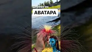 Странное дерево в Камбоджи | Ангкор-Ват | Сиемреап | Сием Рип | Камбоджа | Затерянные в путешествии