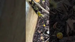 Yellow Spotted Tussock Moth Caterpillar #caterpillar #bug