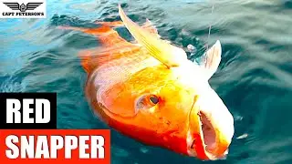 Red Snapper Fishing - St George Island, FL
