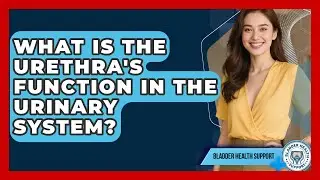 What Is The Urethra's Function In The Urinary System? - Bladder Health Support