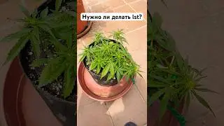 🌿 Как вырастить мощную марихуану с нуля | LST, шишки, клонирование, ошибки новичков 🌱