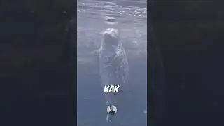 ⚡️ШОК! ТАКОГО ВЫ НЕ ВИДЕЛИ!
