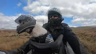 Motorbike Milly the biker dog