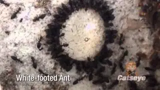 Catseye: White-footed Ants