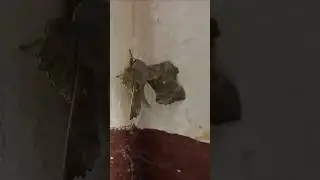 Бражник тополевый. Редкий вид бабочек. Залетел в помещение.